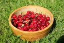 cerises