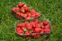 fraises