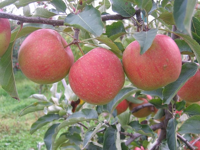 pommes